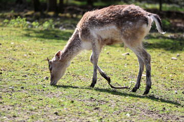fallow deer in sparse grassland, side profile © maureen