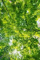 Fototapeta premium 新緑の葉が光に透ける、夏の林間で見上げた爽やかな樹木風景