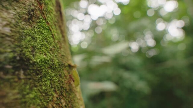 Macro shot of a leafcutter ant carrying a large leaf fragment on a mossy tree trunk.