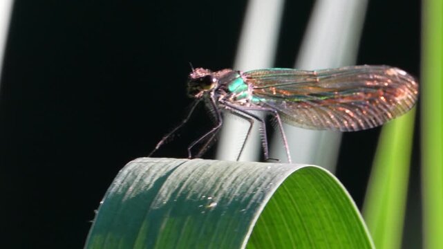 close up of a dragonfly