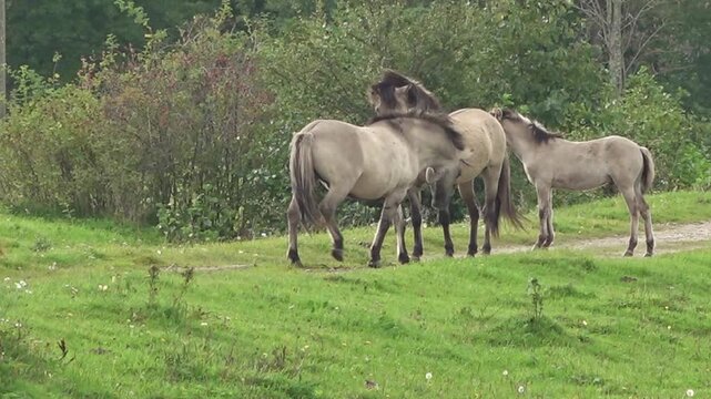 Two stallions having a dispute on a dirt road, Pape Nature Park, Latvia