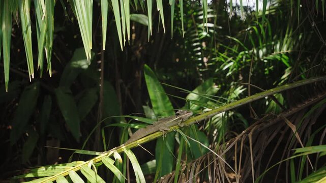 Basilisk lizard resting on a palm leaf in the rainforest.
