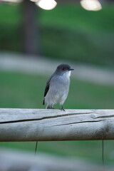 Fototapeta premium Diucon perched on a fence in a park in the city of Temuco