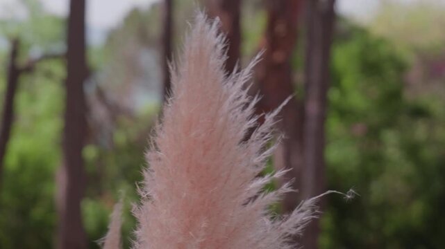 White Fluffy Plant Blowing in Wind