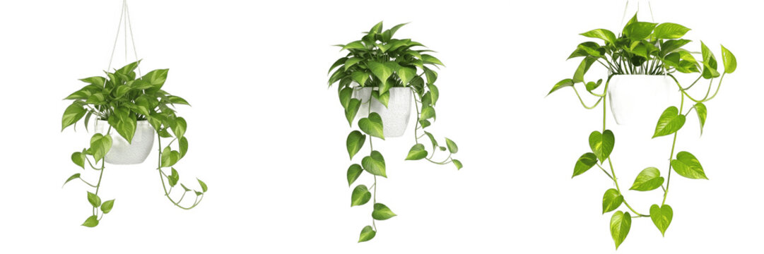 Set of Three Hanging Pothos Plants in White Pots, Potted Epipremnum Aureum for Indoor Decor and Home Styling, Isolated on White Background, High-Quality PNG Stock Image for Gardening and Interior Desi
