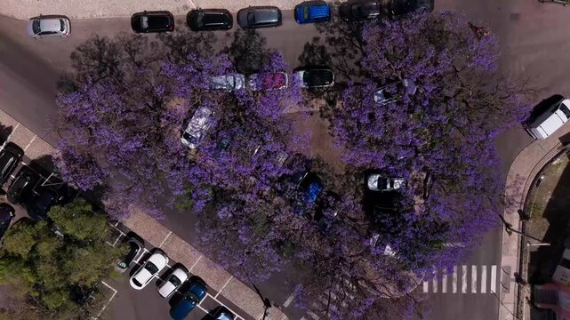 Overhead aerial footage of historic Lisbon park, purple jacaranda trees, and urban cityscape in summer bloom.