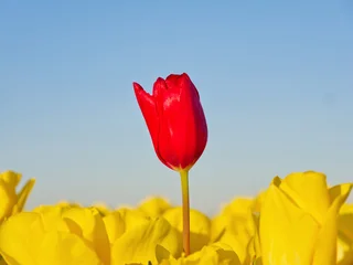 Fototapeten Tulpen Single red tulip flower standing out prominently in a field of bright yellow tulip blooms  © Konstantinos