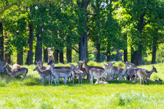 Group of European Fallow deer in Phoenix Park, Dublin on sunny day. Wild herd "Dama dama" in shade of tree on lush grass pasture. Ireland
