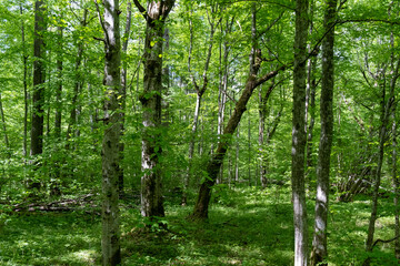Fototapeta premium Open spring forest interior with lichen covered trunks and green ground cover in Bialowieza Forest, Poland