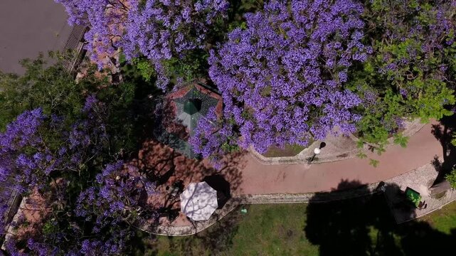 Aerial rise of Lisbon's historic Campo de Santa Clara, jacaranda blooms, and urban park pathways in summer.