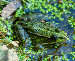 Obraz premium frog in the pond