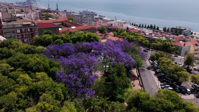 Aerial view of purple jacaranda trees, historic architecture, and urban park in Lisbon during summer bloom.