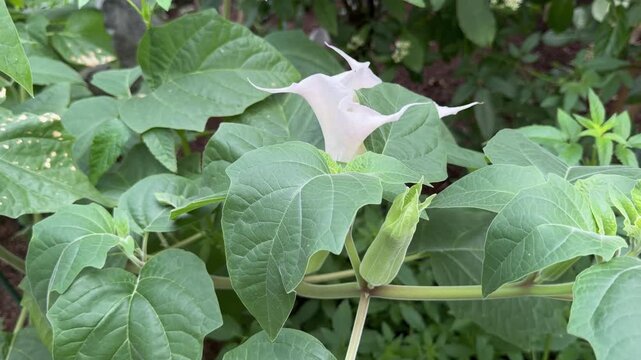 The Datura, hangs gently among green leaves