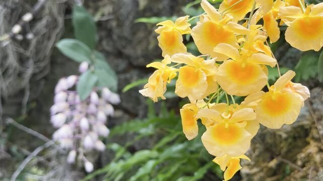 Lindley's Dendrobium Orchid, also known as Dendrobium lindleyi orchid drifts in a soft breeze among other fauna.