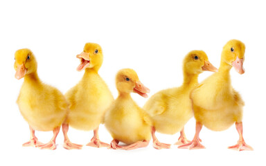 Naklejka premium Cute ducklings on white background. Baby animals