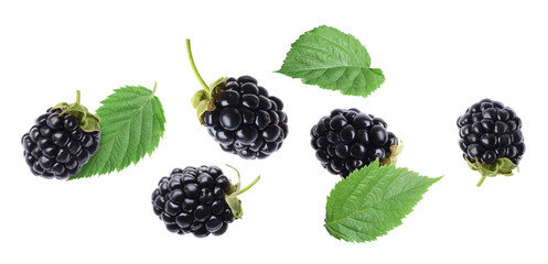 Obraz premium Fresh blackberries and green leaves flying in air against white background
