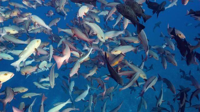 Medium underwater shot of spawning aggregation of Twin Spot Snappers in Palau Marine Sanctuary	