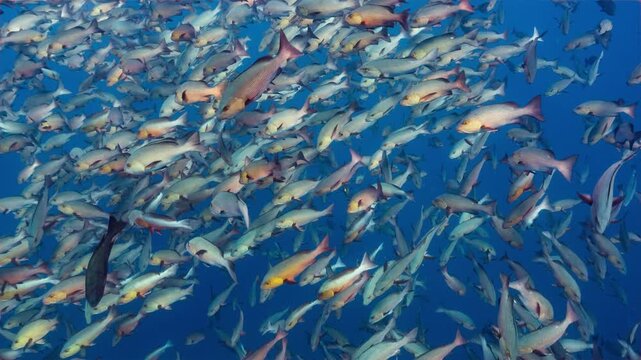 Medium underwater shot of spawning aggregation of Twin Spot Snappers in Palau Marine Sanctuary	