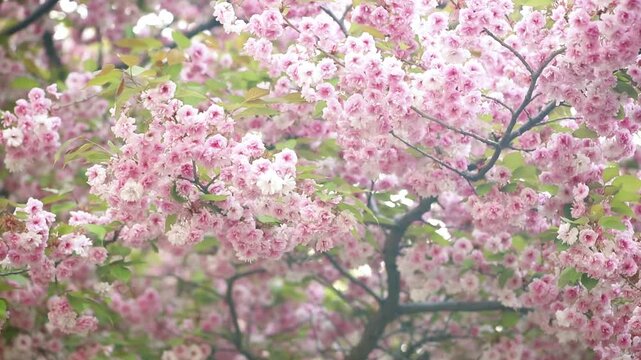 Sakura blossom with branches in full bloom sways in the wind, pink flowers blooming in spring garden, springtime flowering cherry tree, sunny beautiful nature landscape.