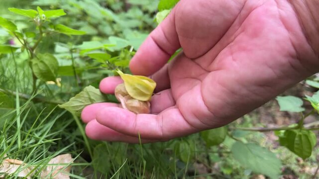 Hand picking ripe ciplukan fruit (Physalis angulata) in a tropical garden, showing its golden lantern husk and fresh organic wild plant in natural sunlight.