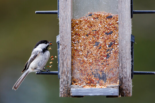 Black-capped Chickadee Making a Mess