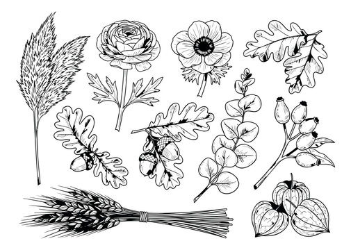 Sketch set of 13 autumn botanical elements featuring oak leaves, acorns, wheat, rosehip and wildflowers for seasonal design