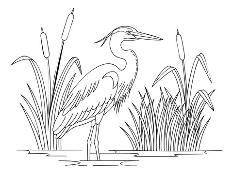Line art illustration of a great blue heron depicting a wading bird standing among cattails and marsh grass for nature and wildlife design