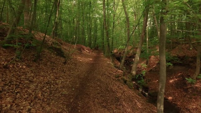Hiking through a forest of deciduous trees, alongside a small woodland stream.