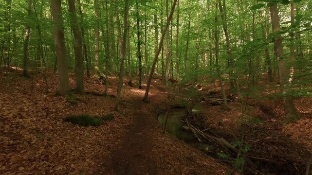 Hiking through a forest of deciduous trees, alongside a small woodland stream.