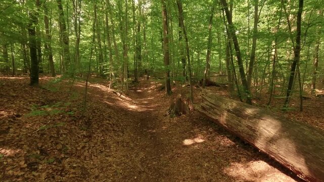 Hiking through a forest of deciduous trees, alongside a small woodland stream.