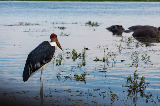 Closeup of Grus carunculata, wattled crane  fishing in the water