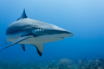 Naklejka premium Closeup of large reef shark, Carcharhinus amblyrhynchos, swimming above coral reef