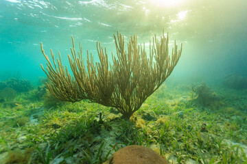 sunset underwater on coral reef © Pete Niesen Photo