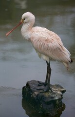 Obraz premium Eurasian Spoonbill Standing on Rock in Water – Elegant Wading Bird Wildlife Portrait