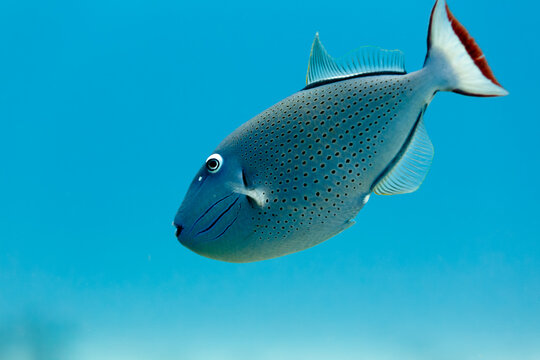 Sargassum Triggerfish xanthichthys ringens swimming in blue water