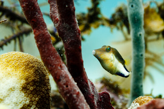close-up of Caribbean sharp nose puffer fish, canthigaster rostrata, swimming on coral reef among sponges and coral