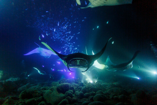 Colorful closeup of giant manta ray at night in tropics