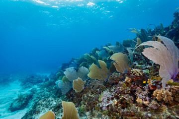 A vibrant coral reef teeming with life, featuring sea fans and various fish species. © Pete Niesen Photo