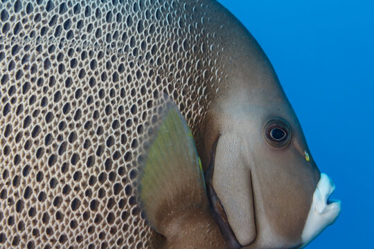 Closeup of French angel fish, Pomacamthus paru, head and mouth