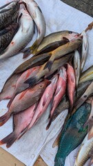 Fototapeta premium Fresh fish for sale at local market in capital city Suva, Fiji in South Pacific