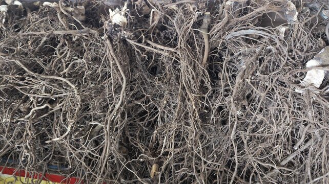 Fijian kava yaqona lateral roots from Kadavu Island at local market in capital city Suva, Fiji in South Pacific