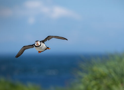 An Atlantic puffin coming in for a landing at its burrow - Quebec