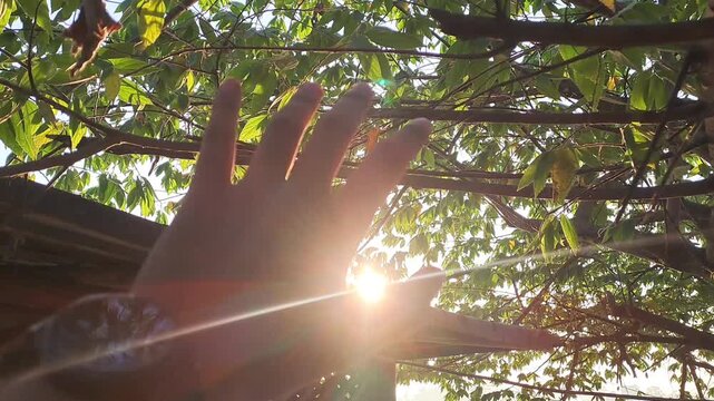 Golden sunlight flickering through green cherry tree leaves (pohon kersen) at a traditional Javanese Joglo restaurant. Beautiful lens flare and sunbeams in an outdoor dining area. Serene morning atmos