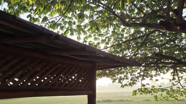 Golden sunlight flickering through green cherry tree leaves (pohon kersen) at a traditional Javanese Joglo restaurant. Beautiful lens flare and sunbeams in an outdoor dining area. Serene morning atmos