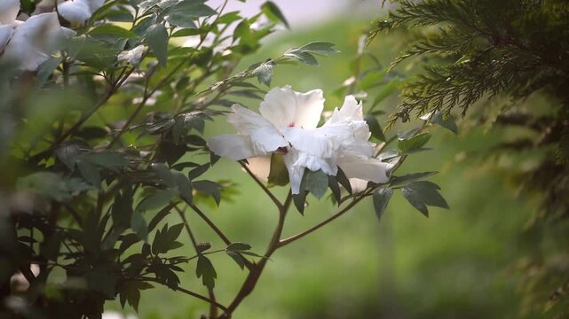 Peony flower blooming in spring garden, white paeonia suffruticosa sways in the wind at sunset, springtime floral natural background, beautiful botanical nature bloom.