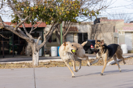 juego de pelota de perro