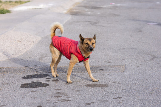 perrito con chamarra 