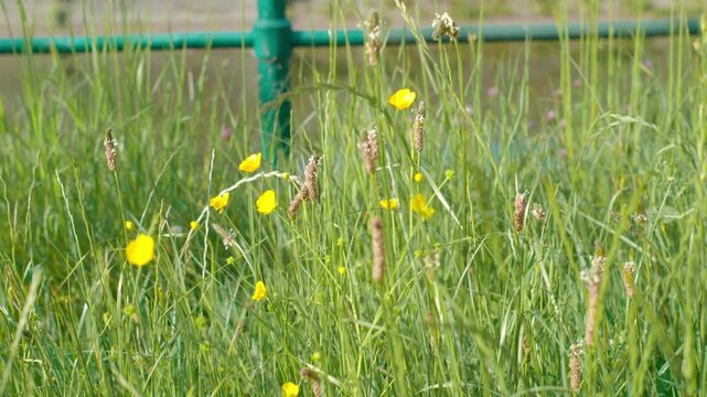 butter flower and grass waving in the wind
