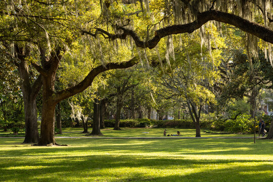 Late afternoon sun at Forsyth Park, Savannah, Georgia. Golden hour light in a park.
