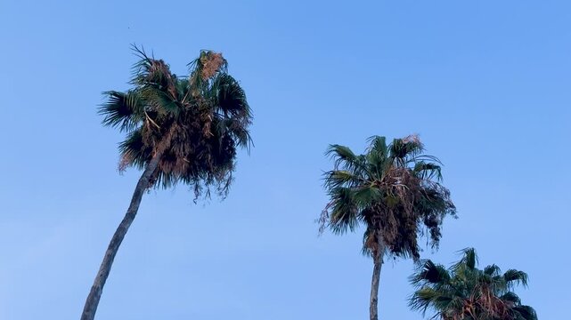 palmeras movi&eacute;ndose por el aire en un d&iacute;a despejado